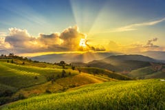 Landscape View Sunset Time With Sun Ray At Green Terraced Plantation Paddy Rice Field In Pa Bong Pieng , Stock Photography