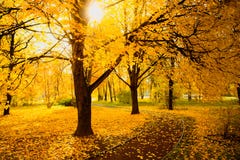 Landscape With Sun Through Branches Of Tree In Autumn Park Royalty Free Stock Image Landscape With Sun Through Branches Of Tree In Autumn Park Royalty Free Stock Image