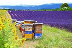 Landscapes of Provence, France royalty free stock photos Landscapes of Provence, France royalty free stock photos