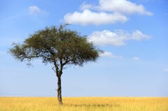 Landschaft mit Baum in Afrika stockfotografie Landschaft mit Baum in Afrika stockfotografie