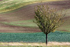 Landschaft mit Wellenhügeln, grünen Feldern und Baum, Süd-Moravi stockfoto Landschaft mit Wellenhügeln, grünen Feldern und Baum, Süd-Moravi stockfoto