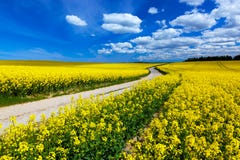 Landschaftsfrühlingsweidelandschaft mit gelben Blumen - Vergewaltigung lizenzfreies stockfoto Landschaftsfrühlingsweidelandschaft mit gelben Blumen - Vergewaltigung lizenzfreies stockfoto
