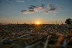 Landschaftsszene von Feldern und von Strommasten gegen den goldenen Sonnenunterganghimmel stockfotos Landschaftsszene von Feldern und von Strommasten gegen den goldenen Sonnenunterganghimmel stockfotos