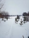 LANDSCHAP, HORIZON, BOS, BOOM, SNEEUW, DE WINTER, HEMEL, royalty-vrije stock foto's LANDSCHAP, HORIZON, BOS, BOOM, SNEEUW, DE WINTER, HEMEL, royalty-vrije stock foto's