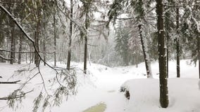 Landschap van de winterbos stock footage Landschap van de winterbos stock footage