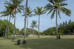 Landschap van Groene Grasgebied en Kokospalmen royalty-vrije stock fotografie Landschap van Groene Grasgebied en Kokospalmen royalty-vrije stock fotografie