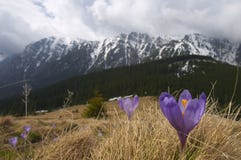 Landschapspanorama van Bucegi-Bergen in de lente royalty-vrije stock foto's Landschapspanorama van Bucegi-Bergen in de lente royalty-vrije stock foto's