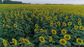 Landskap av härliga fältsolrosor, surrsikt över gula blomningväxter lager videofilmer Landskap av härliga fältsolrosor, surrsikt över gula blomningväxter lager videofilmer