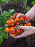 Landwirt, der Mann, der in der Hand wählte hält frisch, die Kirschorange und roten Tomaten aus lizenzfreie stockfotografie Landwirt, der Mann, der in der Hand wählte hält frisch, die Kirschorange und roten Tomaten aus lizenzfreie stockfotografie