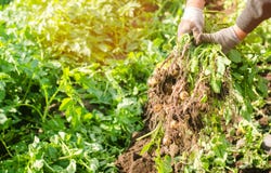 Landwirt hält in seinen Händen einen Busch von jungen gelben Kartoffeln und erntet, Saisonarbeit auf dem Gebiet, Frischgemüse, La Stockfotos Landwirt hält in seinen Händen einen Busch von jungen gelben Kartoffeln und erntet, Saisonarbeit auf dem Gebiet, Frischgemüse, La Stockfotos