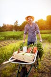 Landwirt mit der Schubkarre voll vom Gemüse lizenzfreies stockfoto Landwirt mit der Schubkarre voll vom Gemüse lizenzfreies stockfoto