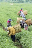 Landwirte arbeiten an Teefeld, Bao Loc, Lam Dong, Vietnam lizenzfreie stockbilder Landwirte arbeiten an Teefeld, Bao Loc, Lam Dong, Vietnam lizenzfreie stockbilder