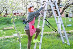 Landwirtfrau oben auf einer Leiter f?r bl?henden Apfelbaum der Sorgfalt an einem reizenden Fr?hlingstag lizenzfreie stockfotos Landwirtfrau oben auf einer Leiter f?r bl?henden Apfelbaum der Sorgfalt an einem reizenden Fr?hlingstag lizenzfreie stockfotos
