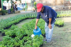 Landwirtgärtner Udon Thani, Thailand wässern die Bäume lizenzfreie stockbilder Landwirtgärtner Udon Thani, Thailand wässern die Bäume lizenzfreie stockbilder
