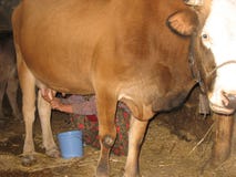 Landwirtmilch der alten Frau eine Kuh Stockfotografie Landwirtmilch der alten Frau eine Kuh Stockfotografie