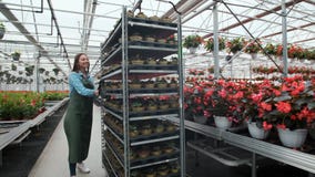 Landwirtschaftliches Ingenieur-Walks Through Industrial-Gewächshaus mit Fachjungpflanzen Landwirtschafts- oder Wissenschaftsindus stock footage Landwirtschaftliches Ingenieur-Walks Through Industrial-Gewächshaus mit Fachjungpflanzen Landwirtschafts- oder Wissenschaftsindus stock footage