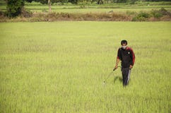 Landwirtsprühchemikalie für Herbizid auf dem Paddy- oder Reisgebiet lizenzfreie stockfotografie Landwirtsprühchemikalie für Herbizid auf dem Paddy- oder Reisgebiet lizenzfreie stockfotografie