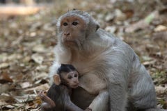 Lange de babyconsumptiemelk van Staartmacaque van zijn moeder stock fotografie Lange de babyconsumptiemelk van Staartmacaque van zijn moeder stock fotografie