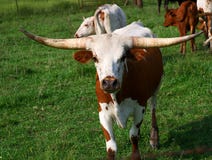 Hornochse Hornochse