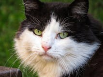 Langhaarige Cat Looking With Beautiful Green-Schwarzweiss-Augen lizenzfreie stockbilder Langhaarige Cat Looking With Beautiful Green-Schwarzweiss-Augen lizenzfreie stockbilder