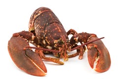Langoustine Langoustine