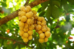Longkong is used for the type which has skin that is easily peeled off without milky latex. The ping pong ball sized fruits grow stock photography Longkong is used for the type which has skin that is easily peeled off without milky latex. The ping pong ball sized fruits grow stock photography