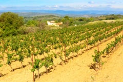 Languedoc Roussillon winnicy wokoło Beziers Herault Francja Fotografia Royalty Free Languedoc Roussillon winnicy wokoło Beziers Herault Francja Fotografia Royalty Free