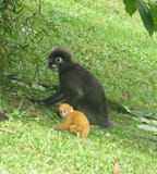 Langur do macaco da mãe com seu bebê recém-nascido fotos de stock Langur do macaco da mãe com seu bebê recém-nascido fotos de stock