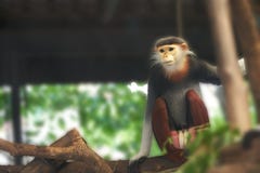 Langur monkey sits and hold branch of tree ,looking for something,poor royalty free stock photo Langur monkey sits and hold branch of tree ,looking for something,poor royalty free stock photo