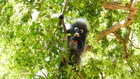 Langurs con gafas que comen la fruta Langurs con gafas que comen la fruta