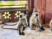 Langurs dorati immagini stock Langurs dorati immagini stock