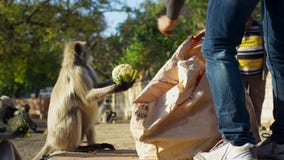 Langurs που ζει στην πόλη Οι άνθρωποι συνδέουν εδώ langurs με τον ινδό Θεό το Λόρδο Hanuman και τους σέβονται, Jodhpur, Ινδία στοκ εικόνες Langurs που ζει στην πόλη Οι άνθρωποι συνδέουν εδώ langurs με τον ινδό Θεό το Λόρδο Hanuman και τους σέβονται, Jodhpur, Ινδία στοκ εικόνες