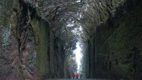 Langzame Motie Het jonge optimistische die paar loopt tussen rotsen leeg door een weg door bomen in Anaga-aardpark wordt behandel stock footage Langzame Motie Het jonge optimistische die paar loopt tussen rotsen leeg door een weg door bomen in Anaga-aardpark wordt behandel stock footage