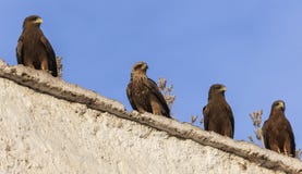 Lanner falcons on the walls of open air butchery in city of Jugol. Harar. Ethiopia. stock photography Lanner falcons on the walls of open air butchery in city of Jugol. Harar. Ethiopia. stock photography