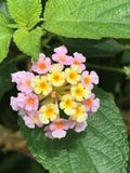 Lantana-Blumen-Blüte stockbilder Lantana-Blumen-Blüte stockbilder