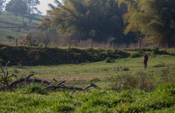 Lantligt land med en häst i morgonen arkivfoto Lantligt land med en häst i morgonen arkivfoto
