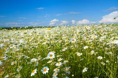 Lantligt landskap för sommar med ett fält och en blå himmel fotografering för bildbyråer Lantligt landskap för sommar med ett fält och en blå himmel fotografering för bildbyråer