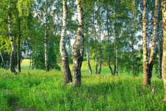 Lantligt landskap för sommar med skogen och ängen på solnedgång _ arkivbild Lantligt landskap för sommar med skogen och ängen på solnedgång _ arkivbild