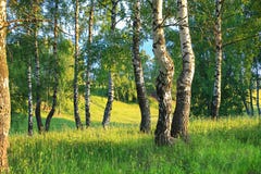 Lantligt landskap för sommar med skogen och ängen på solnedgång _ Royaltyfri Fotografi Lantligt landskap för sommar med skogen och ängen på solnedgång _ Royaltyfri Fotografi