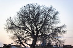 Lanzamiento ancho del lanzamiento de la silueta del árbol en el tiempo de la puesta del sol imagenes de archivo Lanzamiento ancho del lanzamiento de la silueta del árbol en el tiempo de la puesta del sol imagenes de archivo