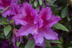Lanzamiento indio de la flor de la azalea p?rpura Admitido el bosque foto de archivo libre de regalías Lanzamiento indio de la flor de la azalea p?rpura Admitido el bosque foto de archivo libre de regalías