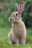 Lapin Lapin