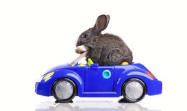 Lapin conduisant un véhicule