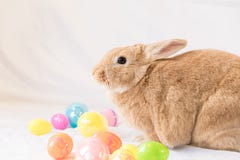 Lapin de Pâques avec le panier des oeufs colorés, oreilles vers le bas images stock Lapin de Pâques avec le panier des oeufs colorés, oreilles vers le bas images stock