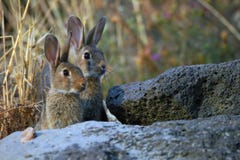 Lapins Lapins