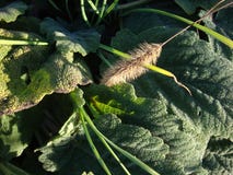 Lappa Arctium ιατρικών εγκαταστάσεων burdock Φύλλα και ρίζα σε ένα σκοτεινό ξύλινο υπόβαθρο στοκ φωτογραφίες Lappa Arctium ιατρικών εγκαταστάσεων burdock Φύλλα και ρίζα σε ένα σκοτεινό ξύλινο υπόβαθρο στοκ φωτογραφίες