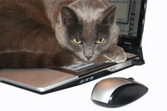 Laptop Cat And Mouse Royalty Free Stock Image