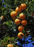 Laranjas foto de stock royalty free Laranjas foto de stock royalty free