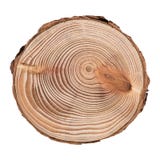 Larch cross section of tree trunk showing rings isolated on white background.