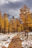 Larch trees in fall after first snow, Banff NP, Canada royalty free stock photo Larch trees in fall after first snow, Banff NP, Canada royalty free stock photo